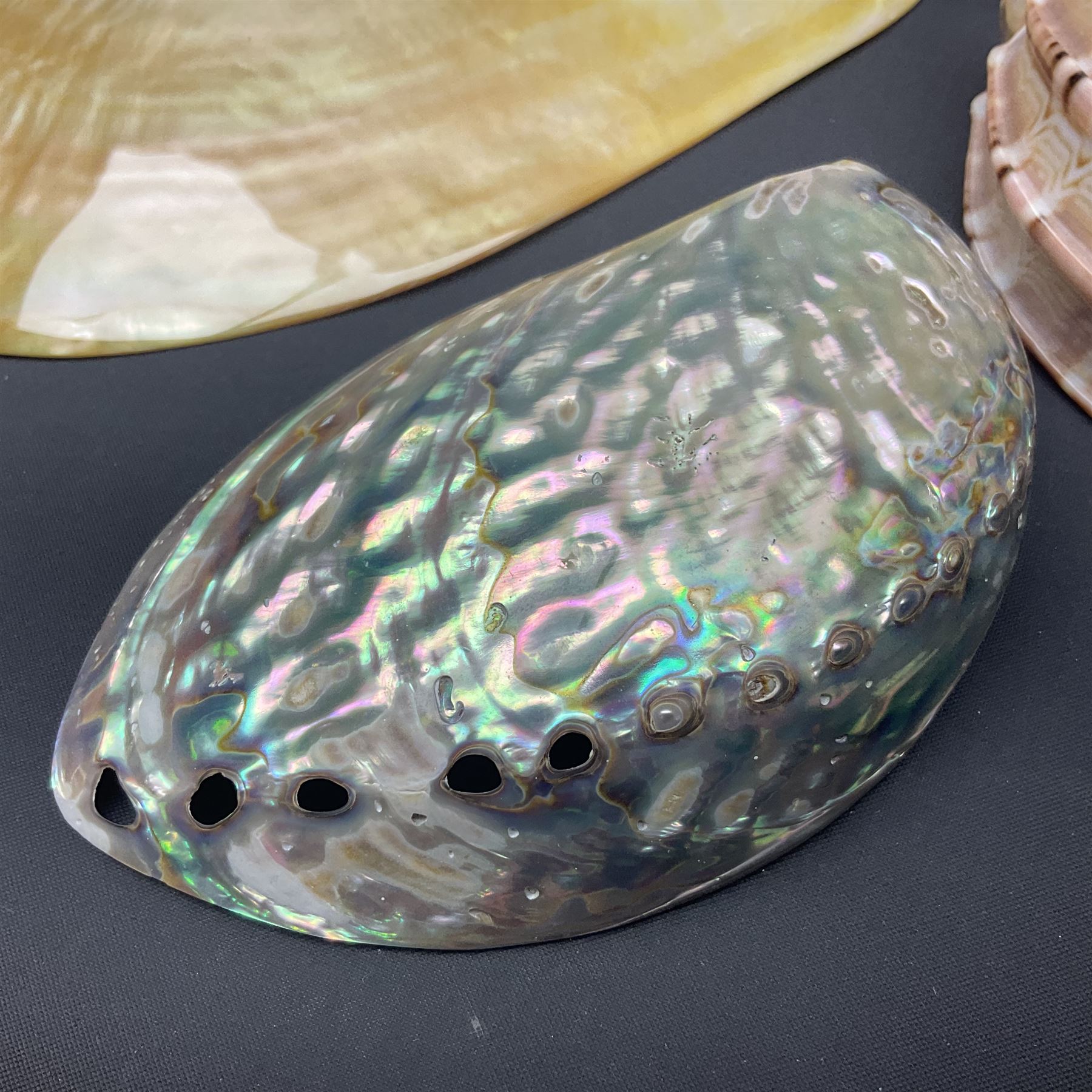 Conchology: selection of shells, including gold pearl oyster shell, mother of pearl turbo marmaratus shell, Cypraecassis Rufa red helmet shell, Mitre shell, Paua shell and others, largest D19cm