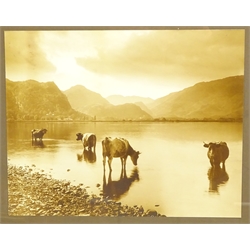  'A Cattle Study Derwentwater' 20th century monochrome photo. from G.P.Abraham, Photographer, Keswick, labelled verso, in original frame, 28.5cm x 36cm  