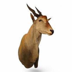 Taxidermy: Common Eland (Taurotragus Oryx), South Africa, large adult bull shoulder mount looking straight ahead, H160cm, D100cm 