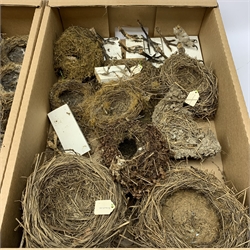 Various pairs of birds feet, mounted to a pine plinth, together with other single mounted pairs, and a selection of assorted birds nests