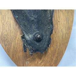 Antlers/Horns: Greater Kudu (Tragelaphus Strepsiceros), Pair of Kudu curved horns on partial skull, mounted on an oak shield, H120cm