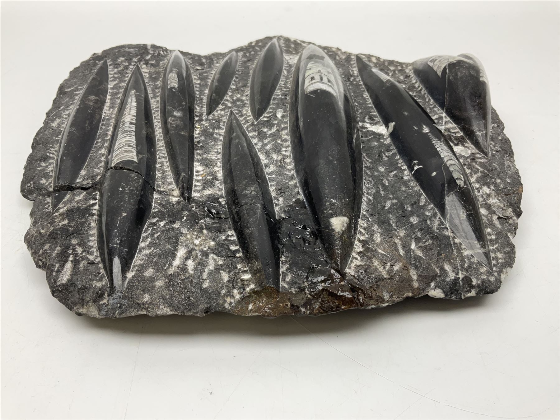 Orthoceras fossil group, age: Devonian period, H33cm, L30cm