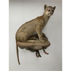 Taxidermy: South American Cougar (Puma concolor), circa 1971, full mount sat upon a wall mounted faux rock ledge, overall approximately H152 
