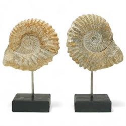 Pair of Ammonites mounted on rectangular wooden bases, H18cm