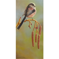  Robert E Fuller (British 1972-): 'Long Tailed Tit on Catkin II', oil on board signed and dated 2009, 33cm x 16cm Provenance: from a single owner collection purchased from the Robert Fuller Gallery between 2006 and 2014  DDS - Artist's resale rights may apply to this lot   