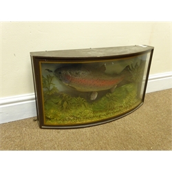  Taxidermy - Rainbow Trout in naturalistic setting and bow-front display case, 'Rainbow Trout. 4lb. Caught by Sally Slade, Avington, 18th November 1989. 