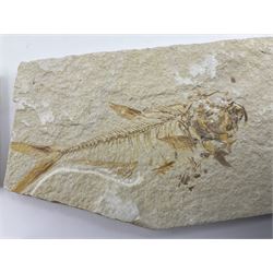Four fossilised fish (Knightia alta) each in an individual matrix, age; Eocene period, location; Green River Formation, Wyoming, USA, largest matrix H9cm, L17cm