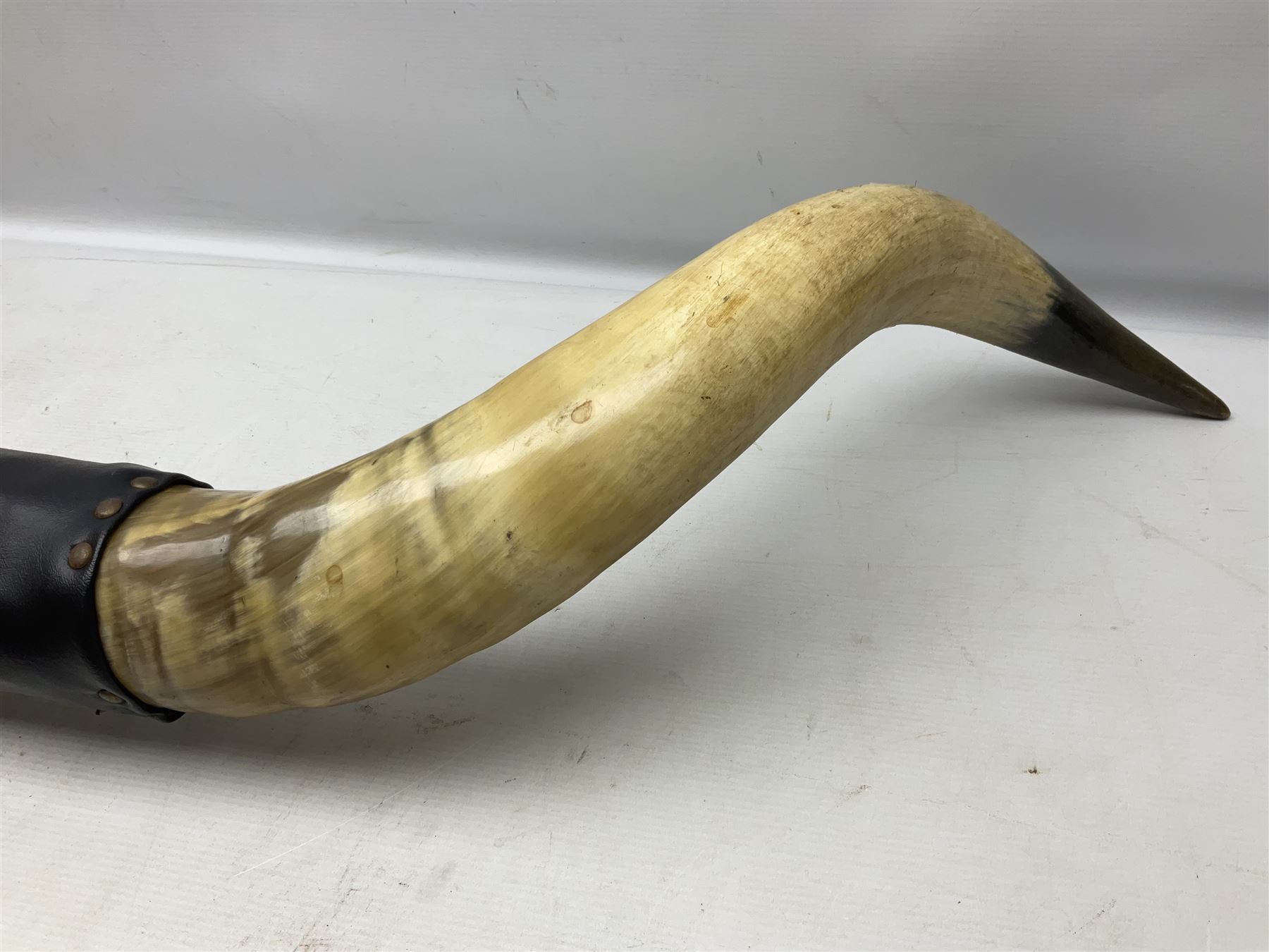 Antlers/horns; Pair of Bull Horns (Bos taurus), a large pair of bull