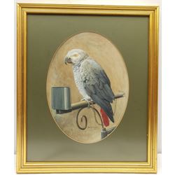 Walter Herbert Cobb (British 1890-1955): African Grey Parrot, watercolour signed and dated 1911, 28cm x 38cm