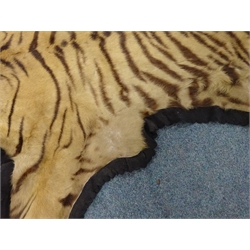  Taxidermy: Indian Tiger skin (Panthera tigris tigris), circa 1940, full head mount in snarling position, inset glass eyes and claws with hessian trim and khaki canvas backing, by Van Ingen & Van Ingen of Mysore, W184cm x L244cm   