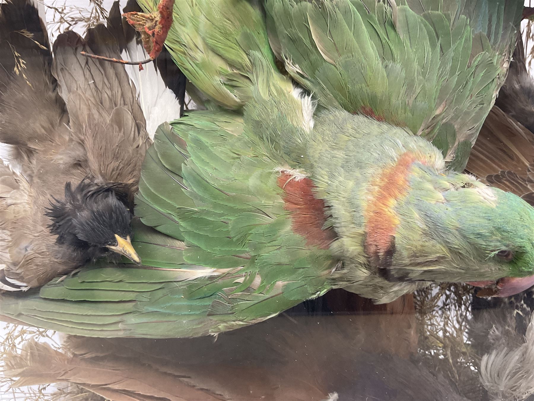 Taxidermy; large Victorian domed taxidermy diorama study of birds, with seventeen specimens including Ring Necked Parakeet, Blue Winged Warbler and Blackbird, the glass dome upon an ebonised wooden base, H77cm, W44cm