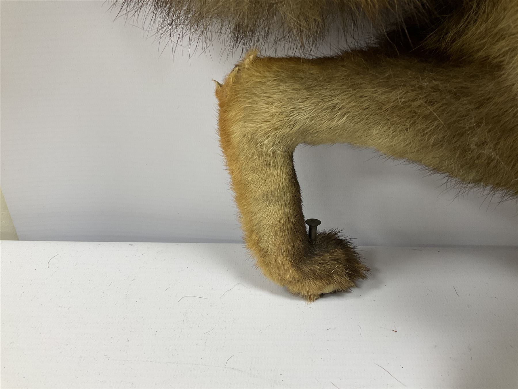 Taxidermy: Red Fox (Vulpes vulpes), full adult in a crouching position, L78cm 