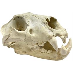 Taxidermy: Lion (Panthera leo), skull L3