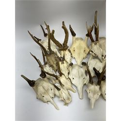 A collection of red deer skulls with single point antlers and roe deer skulls with antlers, approximately 25 in total.  