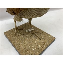 Taxidermy: Two Woodcock (Scolopax rusticola), both adult mounts on open display upon wooden bases, tallest example H22cm 