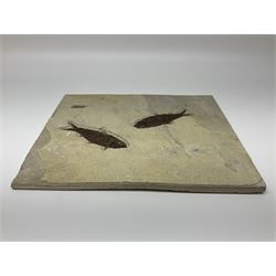 Two fossilised fish (Knightia alta) in a single matrix, age; Eocene period, location; Green River Formation, Wyoming, USA, matrix H25cm, L31cm