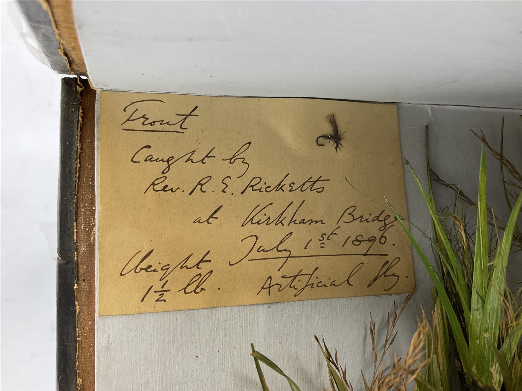 Taxidermy: Brown trout (Salmo trutta), preserved by John Cooper & Sons, 28 Radnor Street, St Luke's, London, skin mount set above a pebbled river bed with reeds and grasses, set against blue painted back drop, inscription to the back drop 'Trout caught by Rev R.S. Ricketts at Kirkham Bridge July 1st 1890, artificial fly, weight 1.5lb', L50cm H26cm 