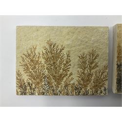 Six dendrite crystals each in an individual sandstone plaque, each plaque H6cm, L8cm