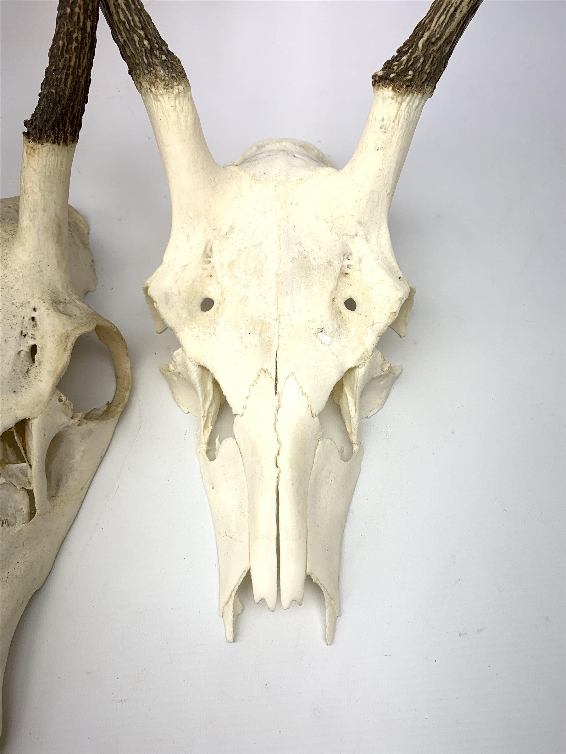 Three red deer skulls with single point antlers H62cm