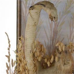 Taxidermy; Cased Mongoose (Herpestidae) fighting an Indian cobras (Naja naja), the cobras entwined around an adult mongoose, in a naturalistic setting of grasses, with a painted backdrop, enclosed within a three pane glass display case, H62cm