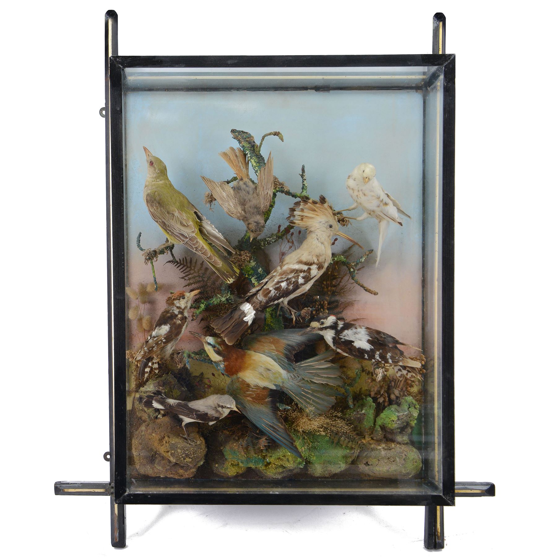 Taxidermy: Victorian diorama of European birds to include - Hoopoe (Upupa epops), Wheatear  (Oenanthe oenanthe), Great Spotted Woodpecker (Dendrocopos major), all perched and mounted upon a central branch, issuing from faux rocks below, amidst a natural setting of tall dry grasses, set against a pink and blue painted back drop, enclosed within a wall mounted ebonised three pane glass display case, H81cm, W63cm, D18cm