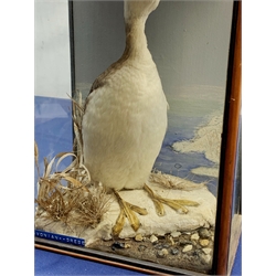 Taxidermy: Victorian cased Slavonian Grebe (Podiceps aritus), in naturalistic setting with snow covered ground work and grasses, set against a painted waterscape backdrop, encased within a pitch pine three pane display case, with paper label verso inscribed Slavonian Grebe, H35cm L25cm D15.5cm 