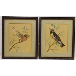  'Tropioon' and 'Primavera', pair bird feather and painted pictures 22cm x 17cm (2)  