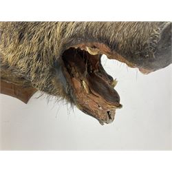 Taxidermy; European Wild Boar (Sus scrofa), adult shoulder mount looking straight ahead, with mouth agape, mounted upon a wooden shield, H70cm