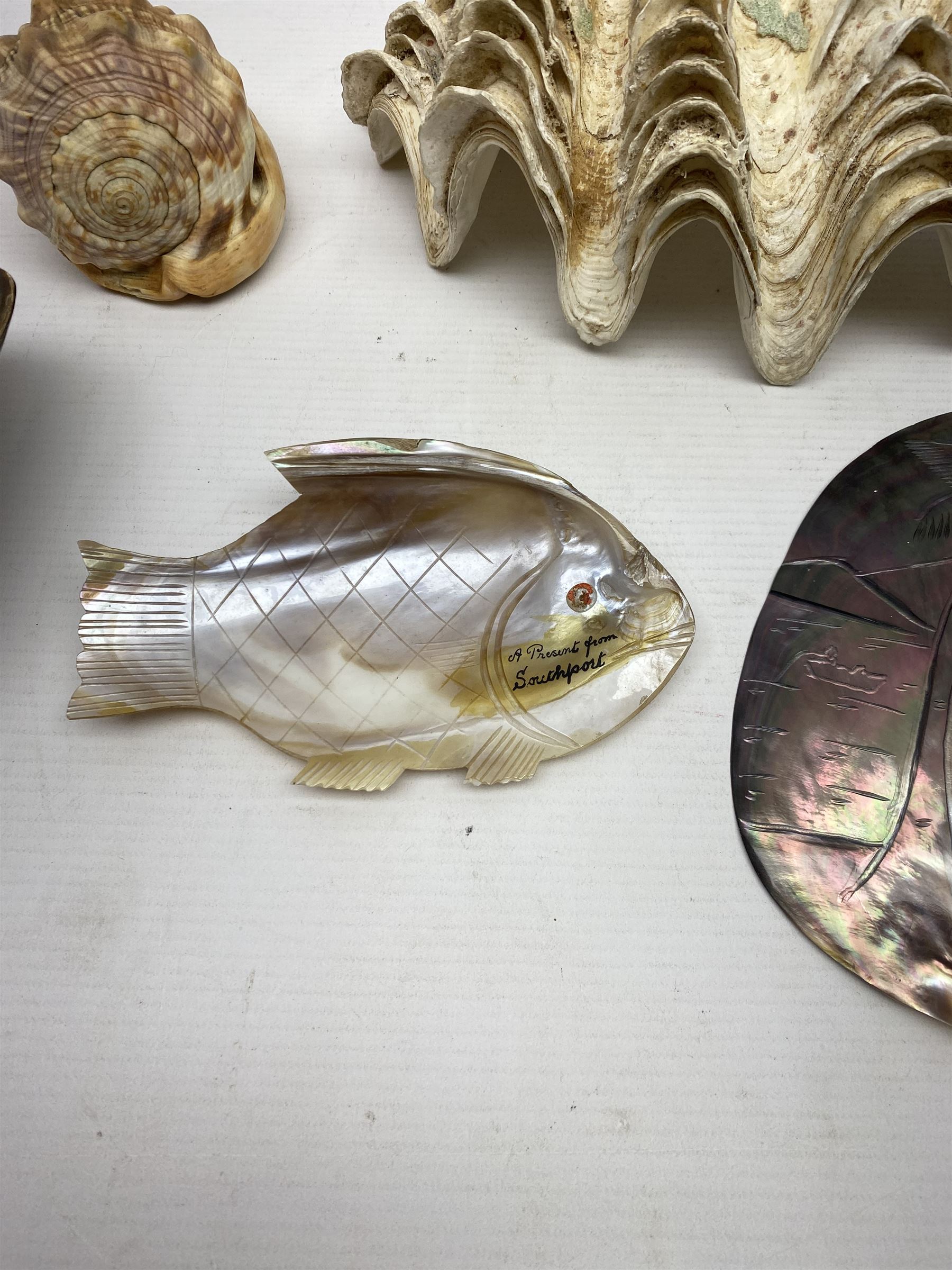 Carved oyster shell depicting tahiti, together with half a clam shell and other shells 