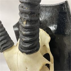 Antlers/Horns: Gemsbok Oryx (Oryx gazella gazella), pair of oryx curved horns on partial skull, mounted on an ebonised shield, H130cm