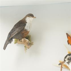 Taxidermy; cased bird diorama, comprising Red Grouse (Lagopus Lagopus Scotica), Northern Lapwing (Vanellus Vanellus) and a White Throated Dipper (Cinclus Cinclus), enclosed within display case, H50cm x W59cm