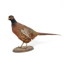 Taxidermy: Cockerel (Gallus gallus domesticus), full adult mount with head turning slightly to the right, on open display, together with taxidermy Pheasant (Phasianus colchicus), full adult male mount on open display, cockerel H43cm 