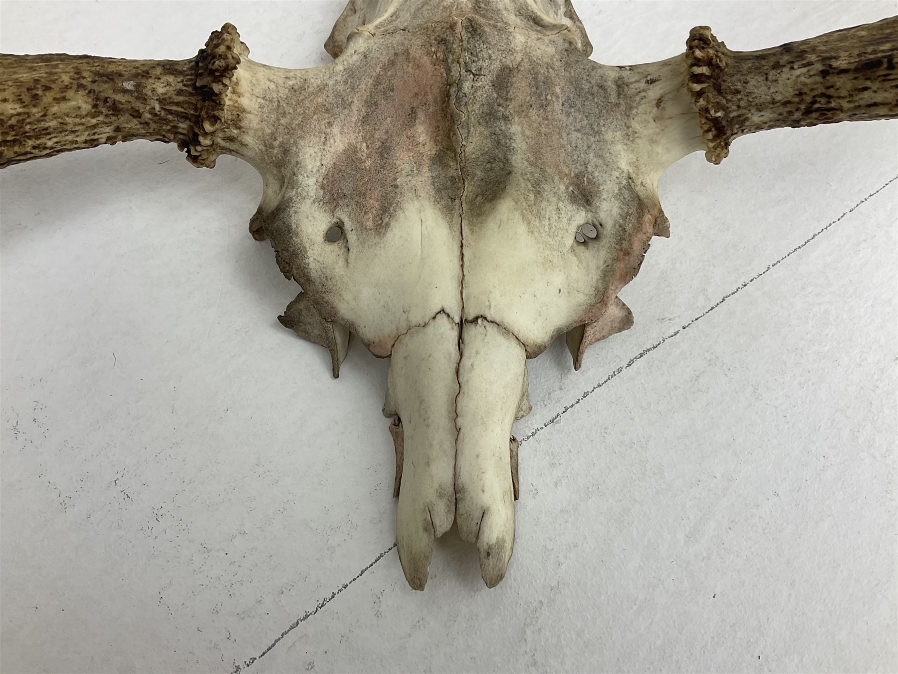 Antlers/horns: European Moose (Alces alces), two pairs of antlers on part upper skulls, one with fur covered frontlet, largest W85cm