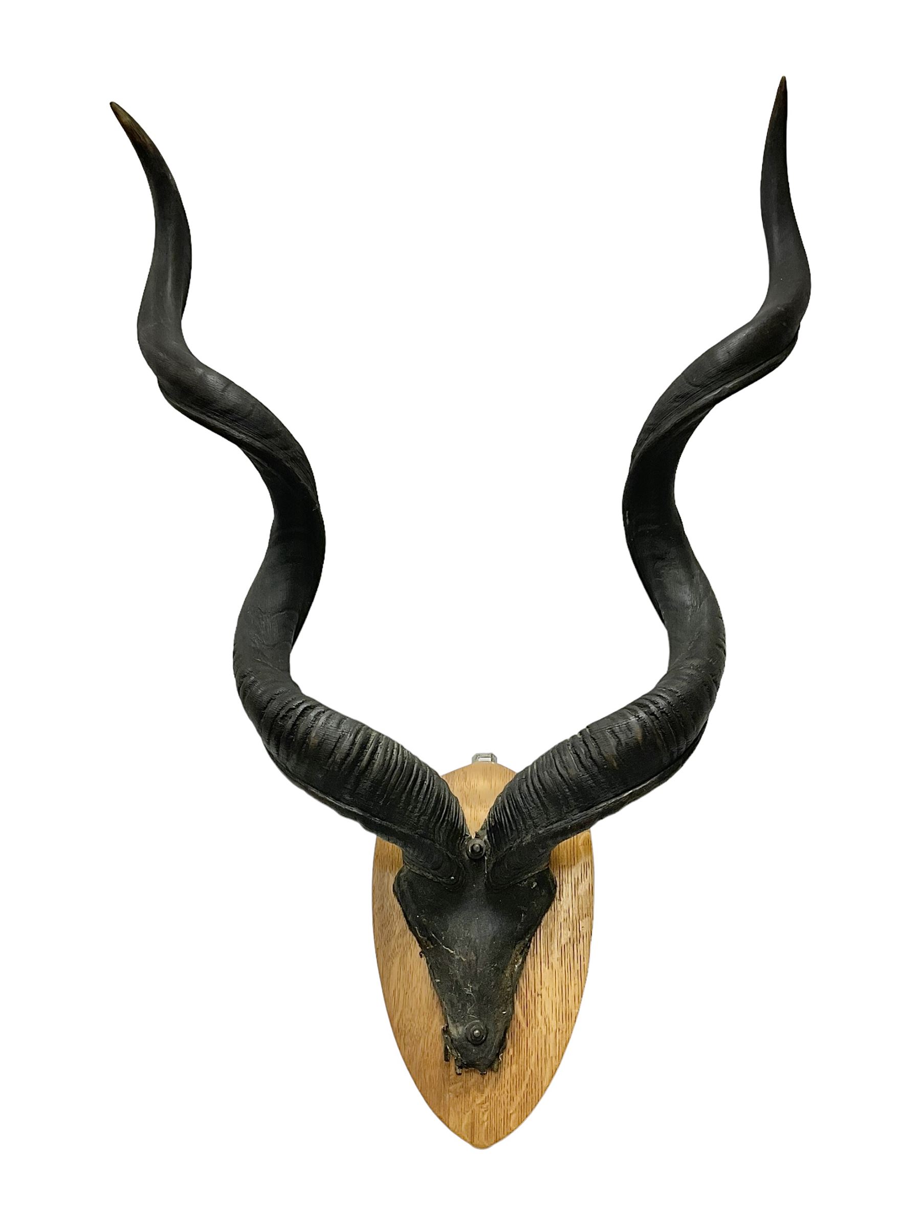 Antlers/Horns: Greater Kudu (Tragelaphus Strepsiceros), Pair of Kudu curved horns on partial skull, mounted on an oak shield, H120cm