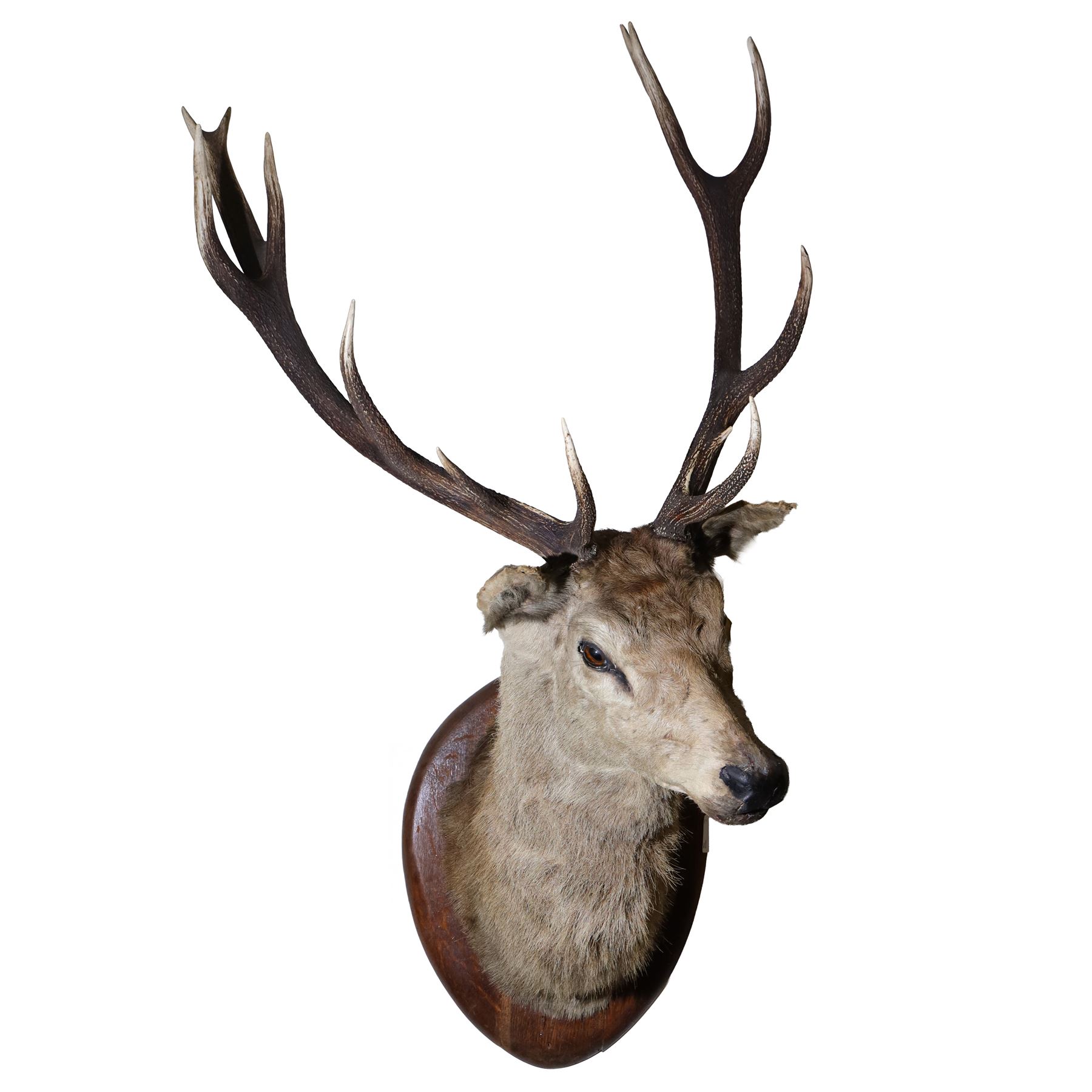 Taxidermy: Red Deer (Cervus elaphus), an adult stag shoulder mount with head turning to the left, mounted upon a wooden shield, D80cm