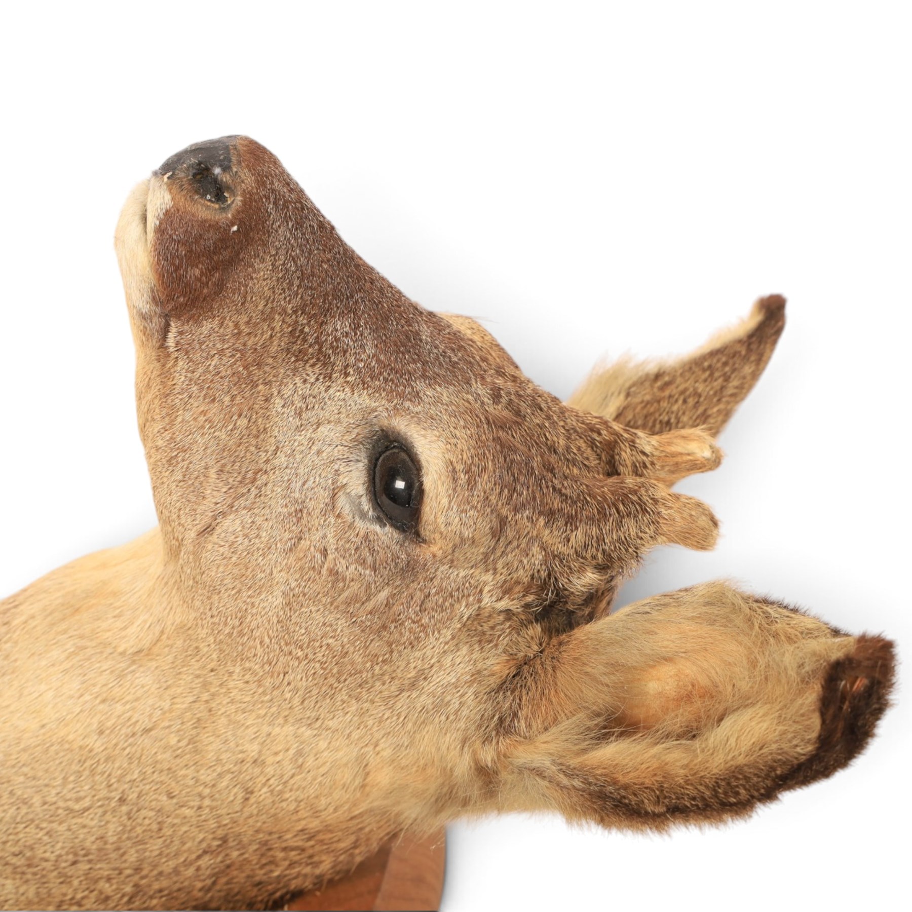 Taxidermy: European Roe Deer (Capreolus capreolus), shoulder mount, together with Roe deer antlers on cut upper skull