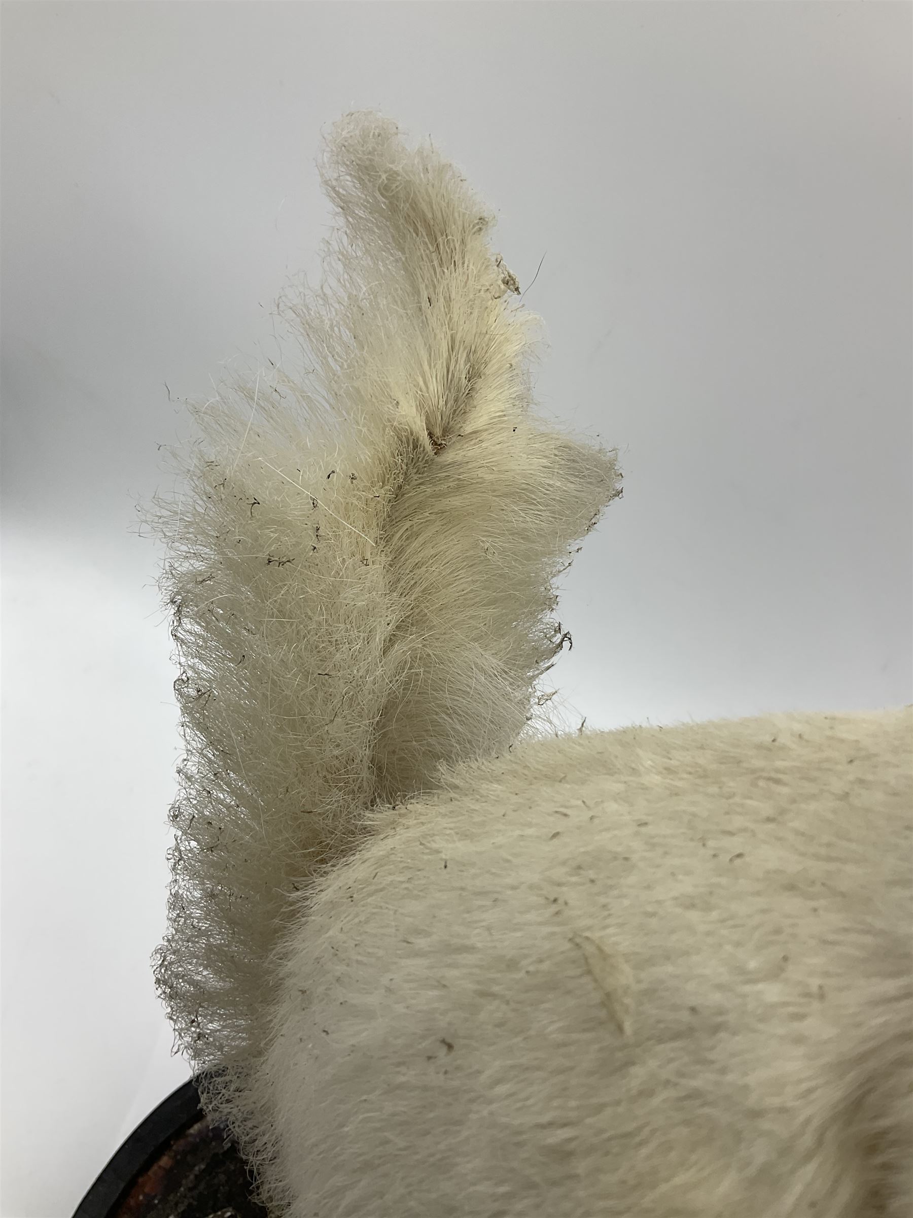 Taxidermy: Victorian cased Red Squirrel (Sciurus vulgaris), full mount holding a hazelnut, upon naturalistic ground, enclosed beneath a period oval glass dome with ebonised base, raised upon four bun feet H44cm D15cm W24cm