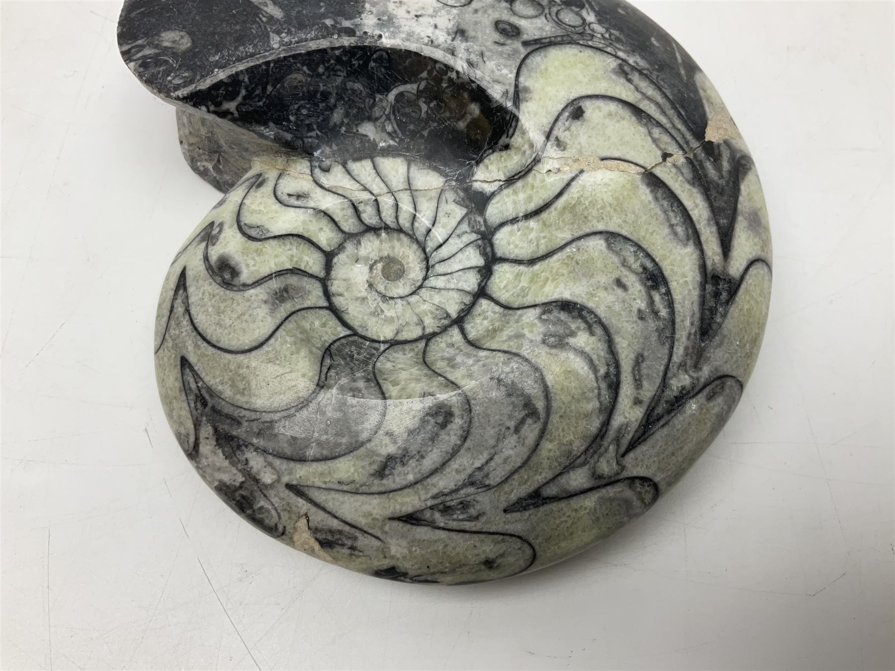 Polished Goniatite; Devonian period, H13cm, L16cm 