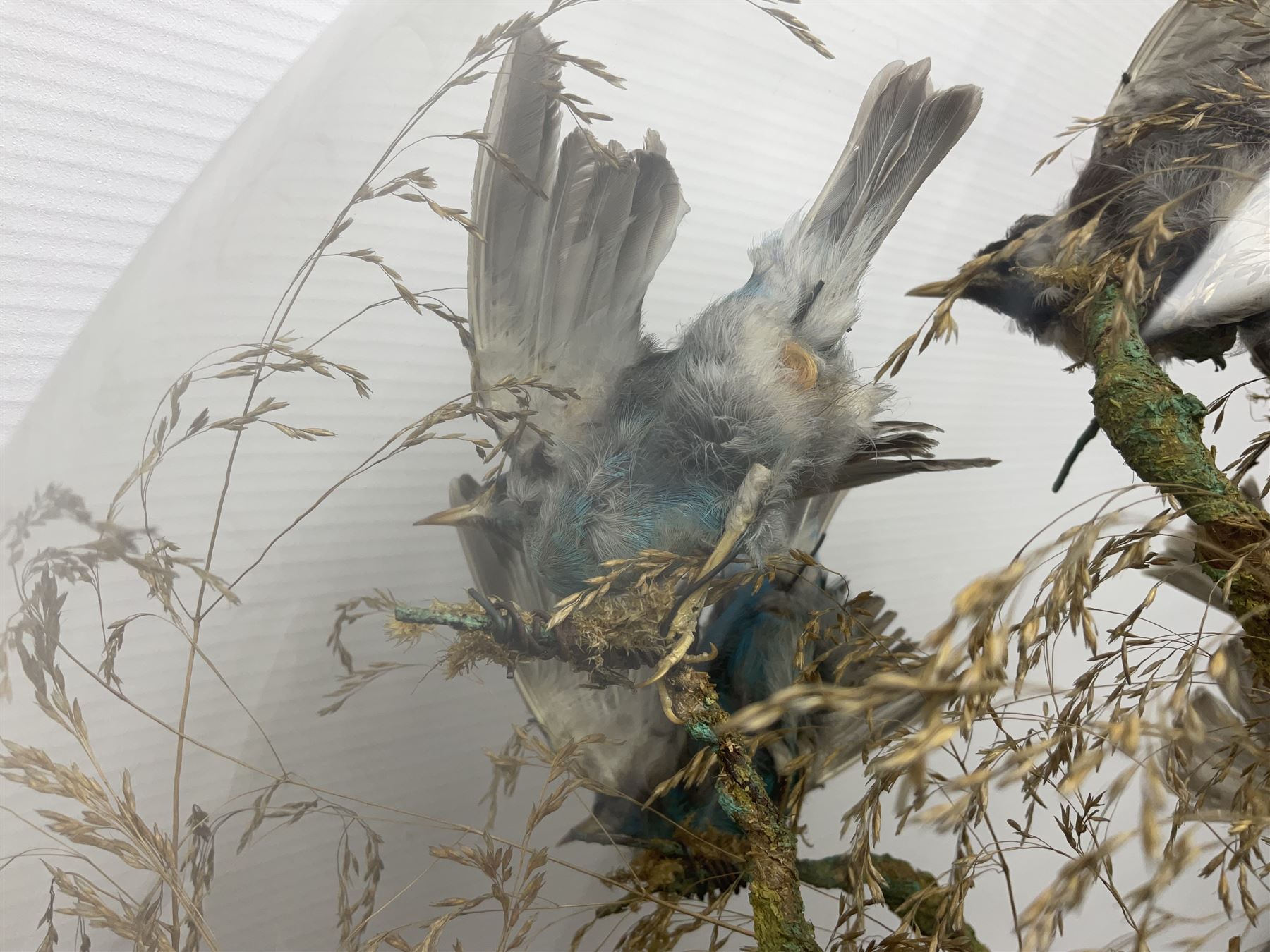 Taxidermy; large Victorian domed taxidermy diorama study of birds, with seventeen specimens including Ring Necked Parakeet, Blue Winged Warbler and Blackbird, the glass dome upon an ebonised wooden base, H77cm, W44cm