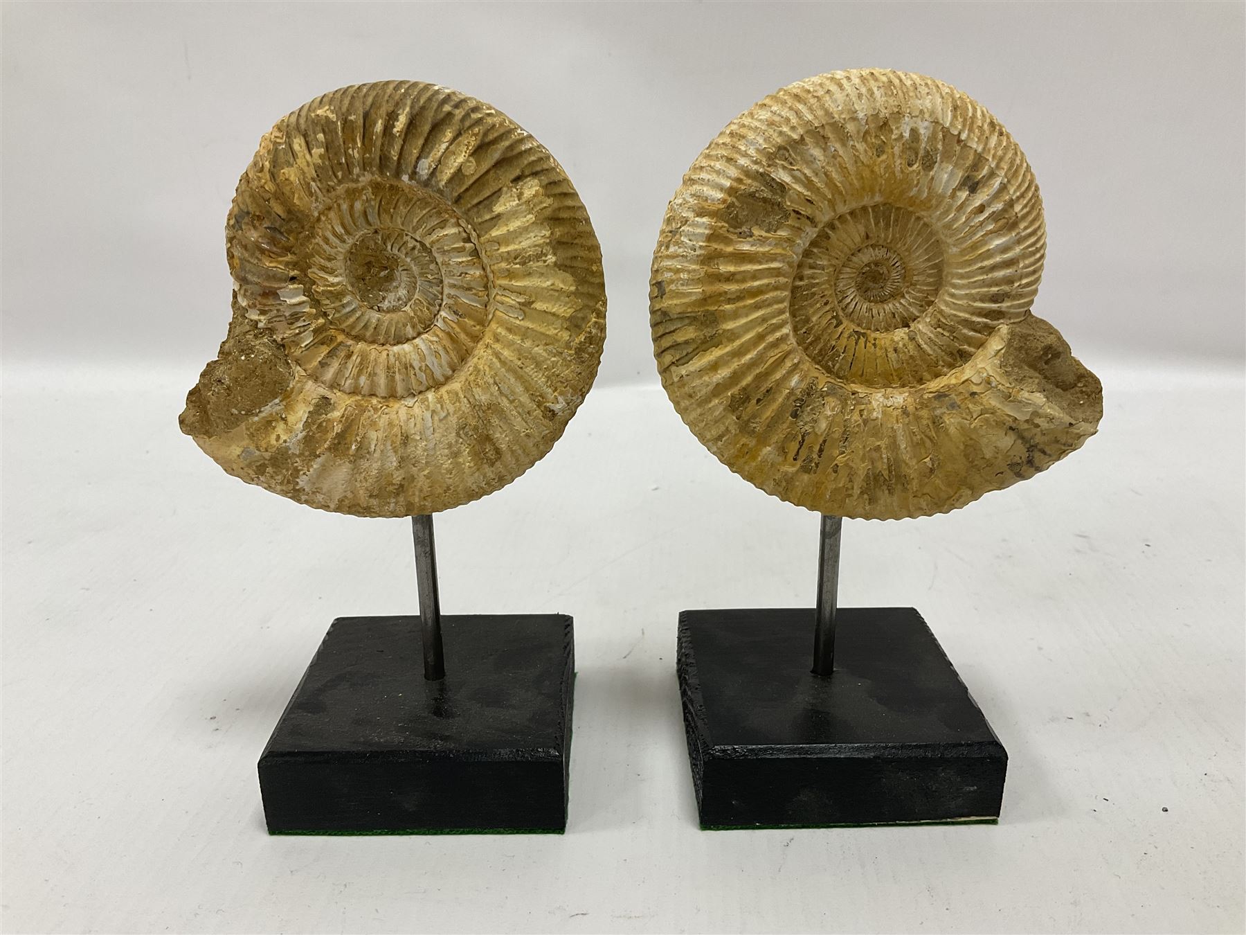 Pair perisphinctes ammonite fossils, each individually mounted upon a rectangular wooden base, age; Middle Jurassic location; Madagascar 