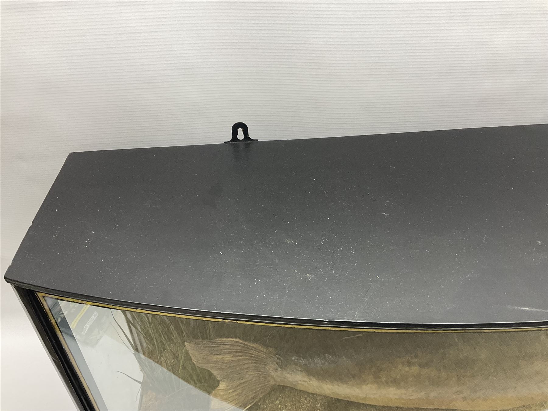 Taxidermy; Cased Mirror Carp (Cyprinus carpio carpio) a large preserved skin mount 
in a naturalistic setting set against blue painted back drop, enclosed within a glass bow fronted case, the interior bearing a label 'Carp Redmire Lake 12 lb 4 oz Oct 67' H42 cm W87 cm D27 cm