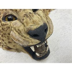 Taxidermy: Early 20th century Indian leopard (Panthera pardus fusca), adult skin rug with head mount, mouth agape, with limbs outstretched, nose to tail L156cm