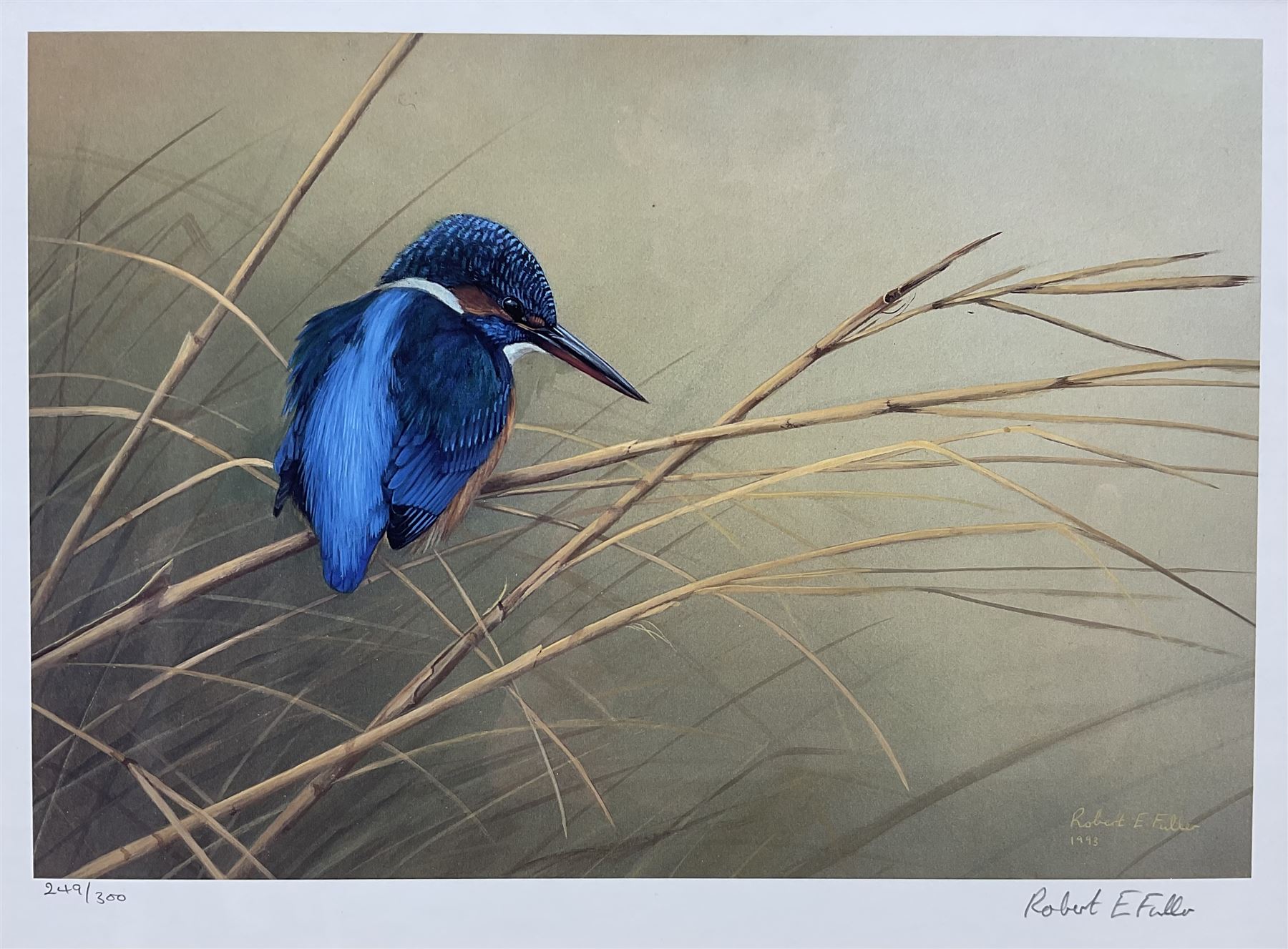 Robert E Fuller (British 1972-): 'Kingfisher on Reeds', limited edition colour print signed and numbered 249/300, 24cm x 32cm