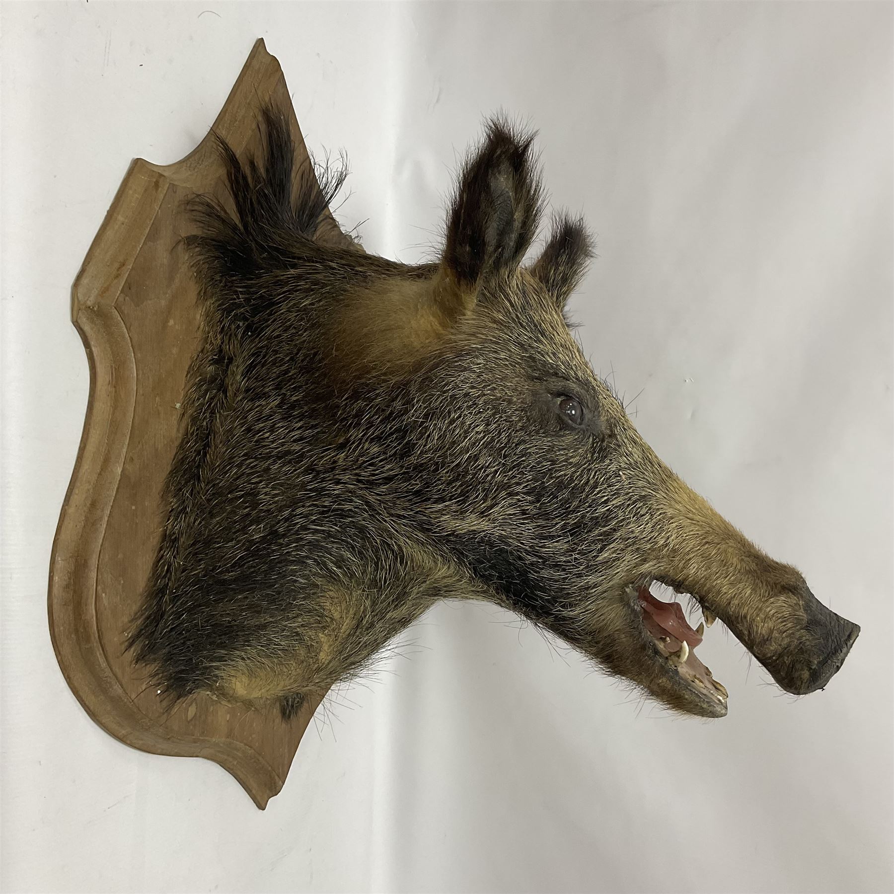 Taxidermy: European Wild Boar (Sus scrofa), adult male shoulder mount looking straight ahead mouth agape, mounted upon a wooden shield, D52cm