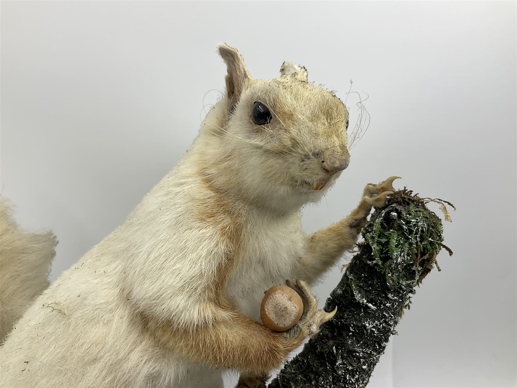Taxidermy: Victorian cased Red Squirrel (Sciurus vulgaris), full mount holding a hazelnut, upon naturalistic ground, enclosed beneath a period oval glass dome with ebonised base, raised upon four bun feet H44cm D15cm W24cm