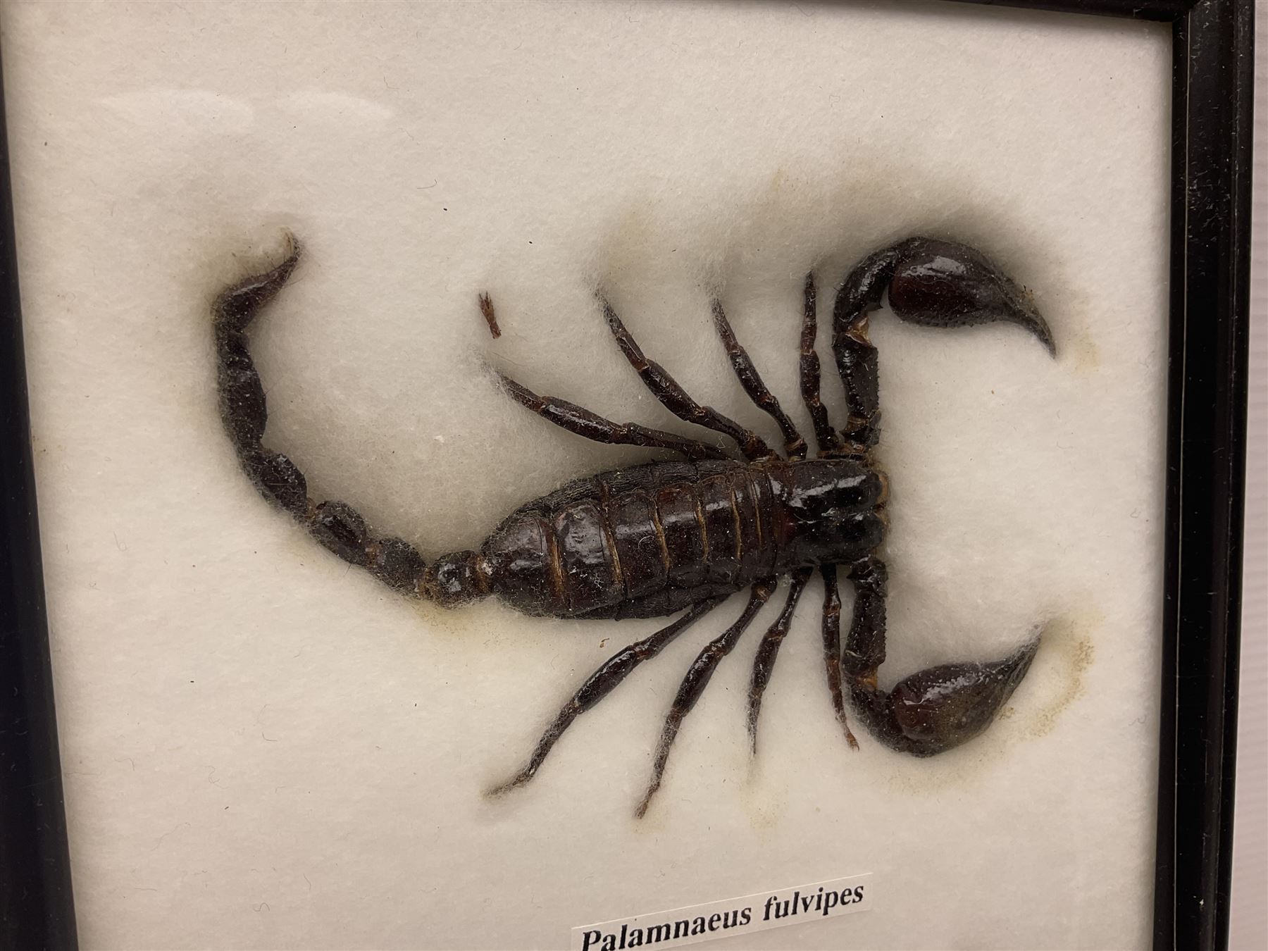 Entomology: Framed set of three specimens comprising two Giant Forest Scorpions (palamnaeus fulvipes) and a Tarantula (eurypeima spinicrus), together with another framed Giant Forest Scorpions (palamnaeus fulvipes)