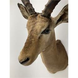 Taxidermy: Common Impala (Aepyceros melampus), adult male shoulder mount looking straight ahead, approximately H90cm
