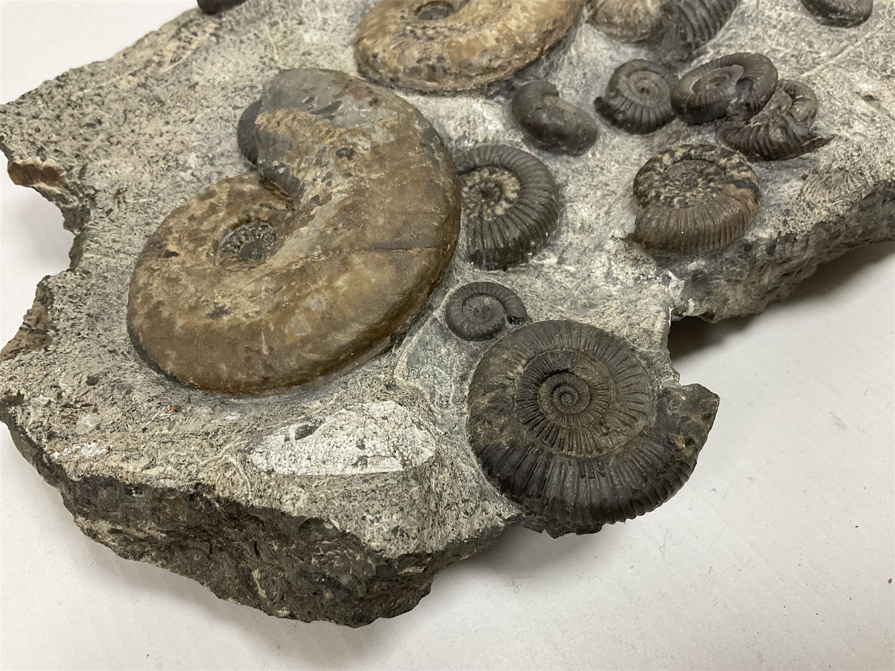 Ammonite multi-block fossil, comprising Dactylioceras and Eleganticeras, age; Jurassic period, location; Port MulGrave, Whitby, H31cm L22cm 