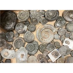 Natural History, A collection of mostly Ammonite fossils, to include a number of large examples, largest approximately W12cm. 