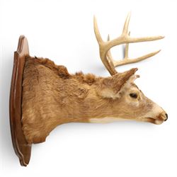 Taxidermy - White-tailed Deer (Odocoileus virginianus), adult male stag shoulder mount looking outward, eight-point antlers mounted on wooden shield, projection from wall 63cm 